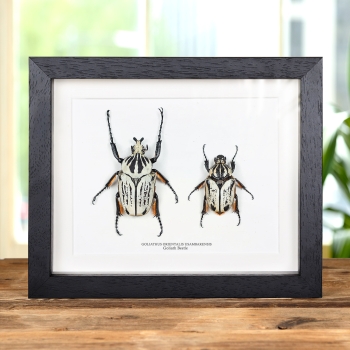 Giant Goliath Beetle Male & Female Pair In Box Frame (Goliathus orientalis usambarensis)