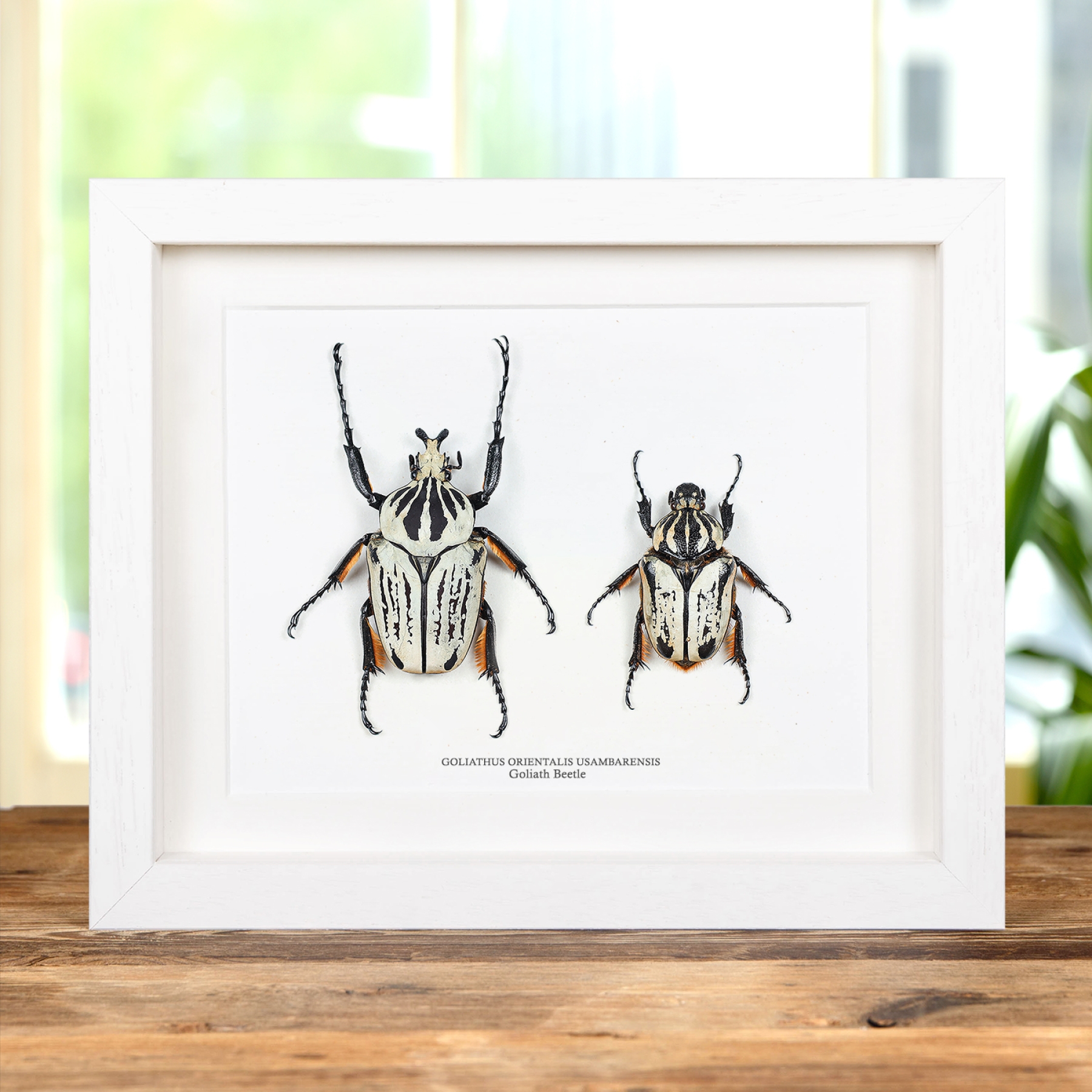 Giant Goliath Beetle Male & Female Pair In Box Frame (Goliathus orientalis usambarensis)