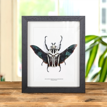 Giant Goliath Beetle In Box Frame (Goliathus orientalis usambarensis)