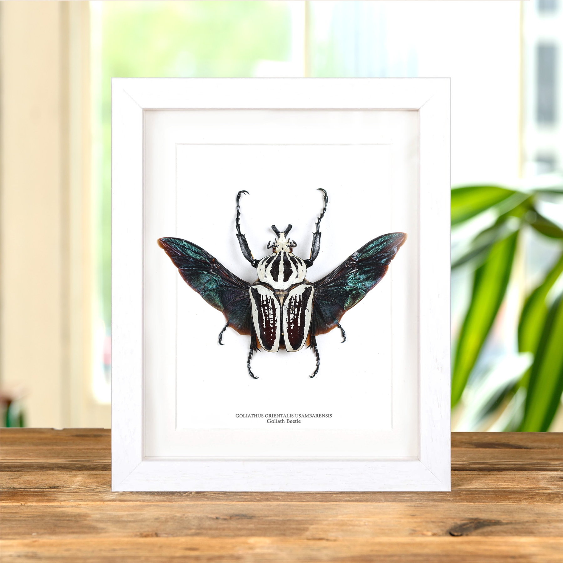 Giant Goliath Beetle In Box Frame (Goliathus orientalis usambarensis)