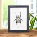 Minibeast Giant Goliath Beetle In Box Frame (Goliathus orientalis usambarensis)