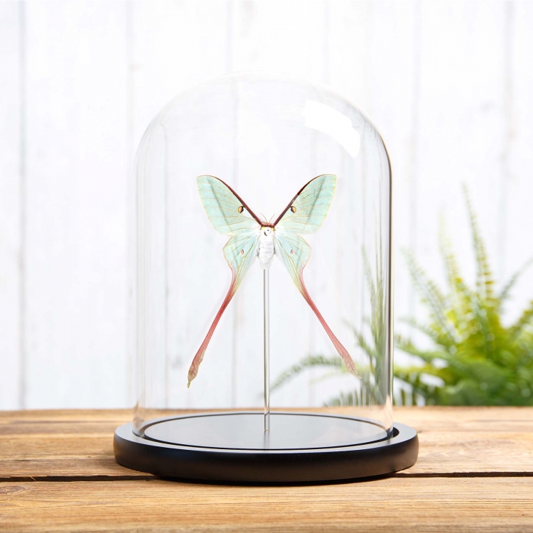Female Chinese Moon Moth in Glass Dome with Wooden Base (Actias dubernardi)