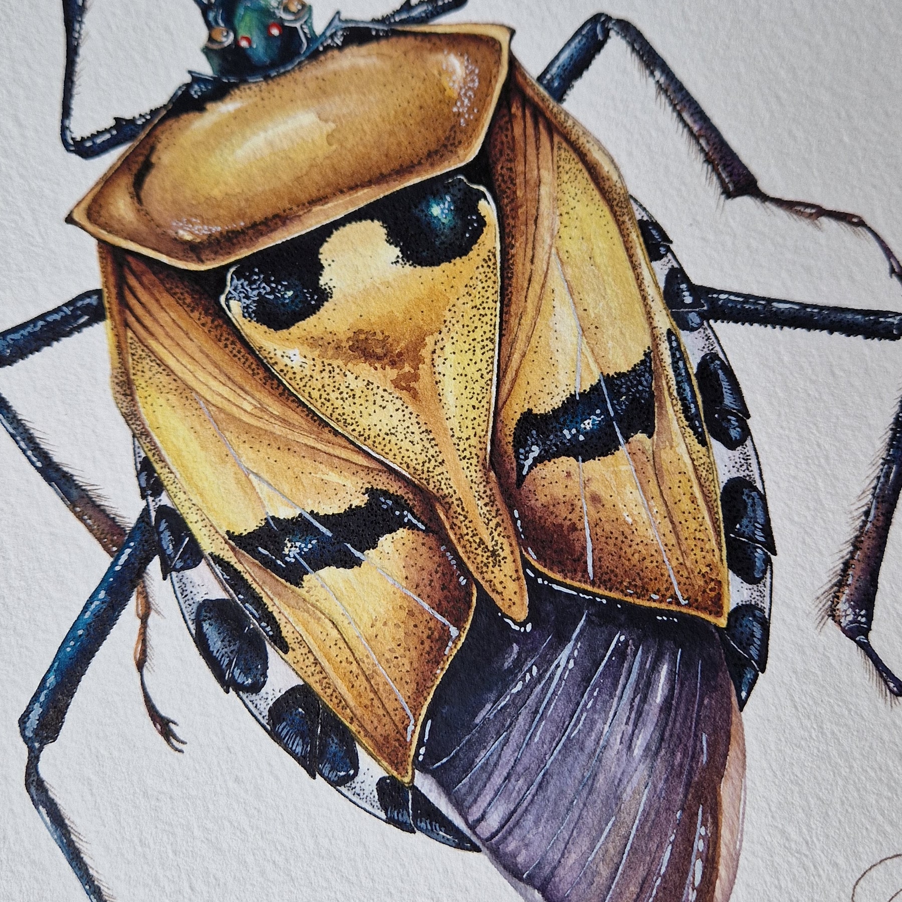Man-faced Stink Bug (Catacanthus incarnatus) Watercolour Giclée Print