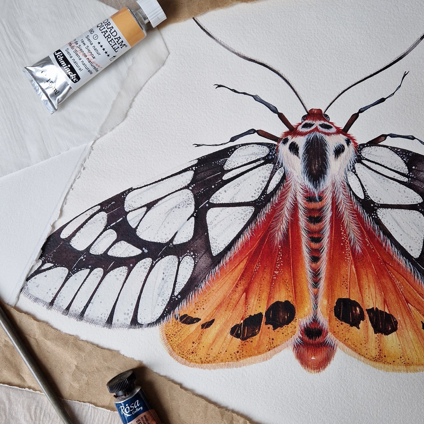 Milky Tiger Moth (Areas galactina) Watercolour Giclée Print