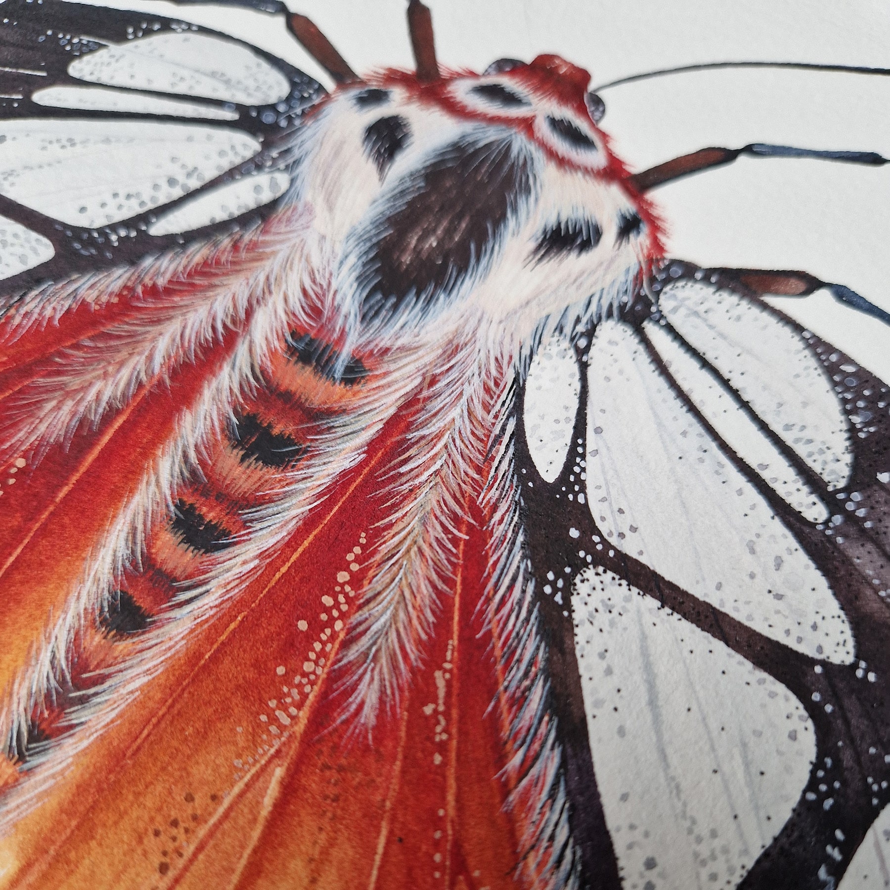 Milky Tiger Moth (Areas galactina) Watercolour Giclée Print
