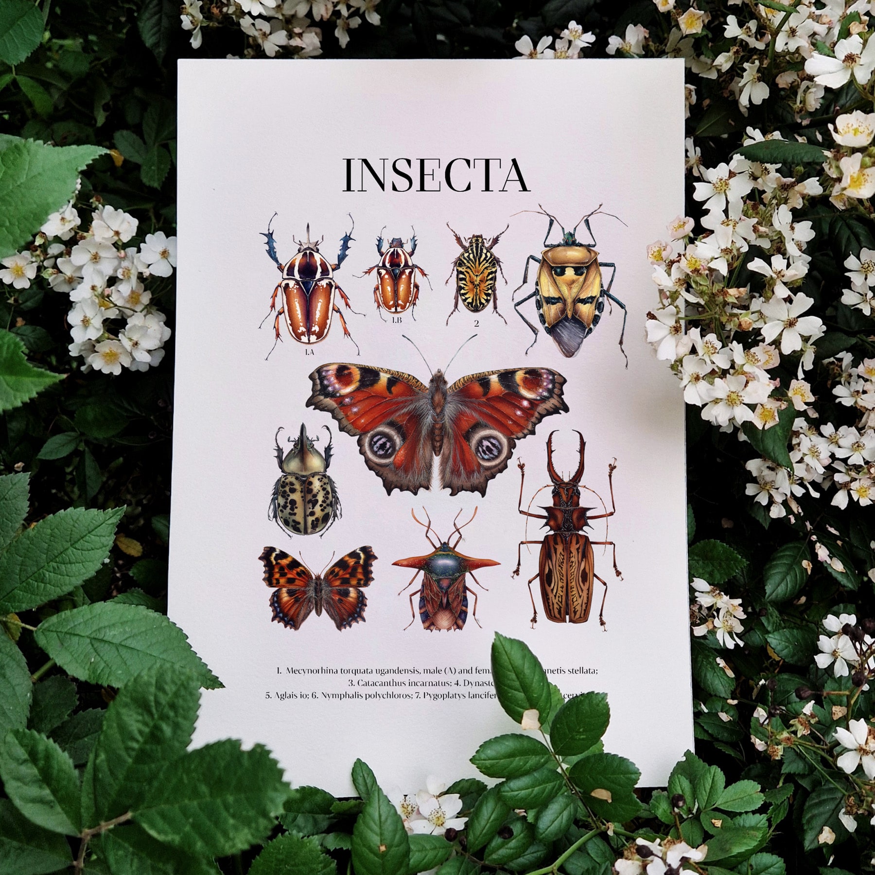 insecta Watercolour Giclée Print