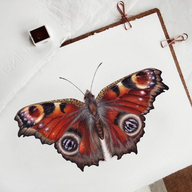 The Peacock Butterfly (Aglais io) Watercolour Giclée Print