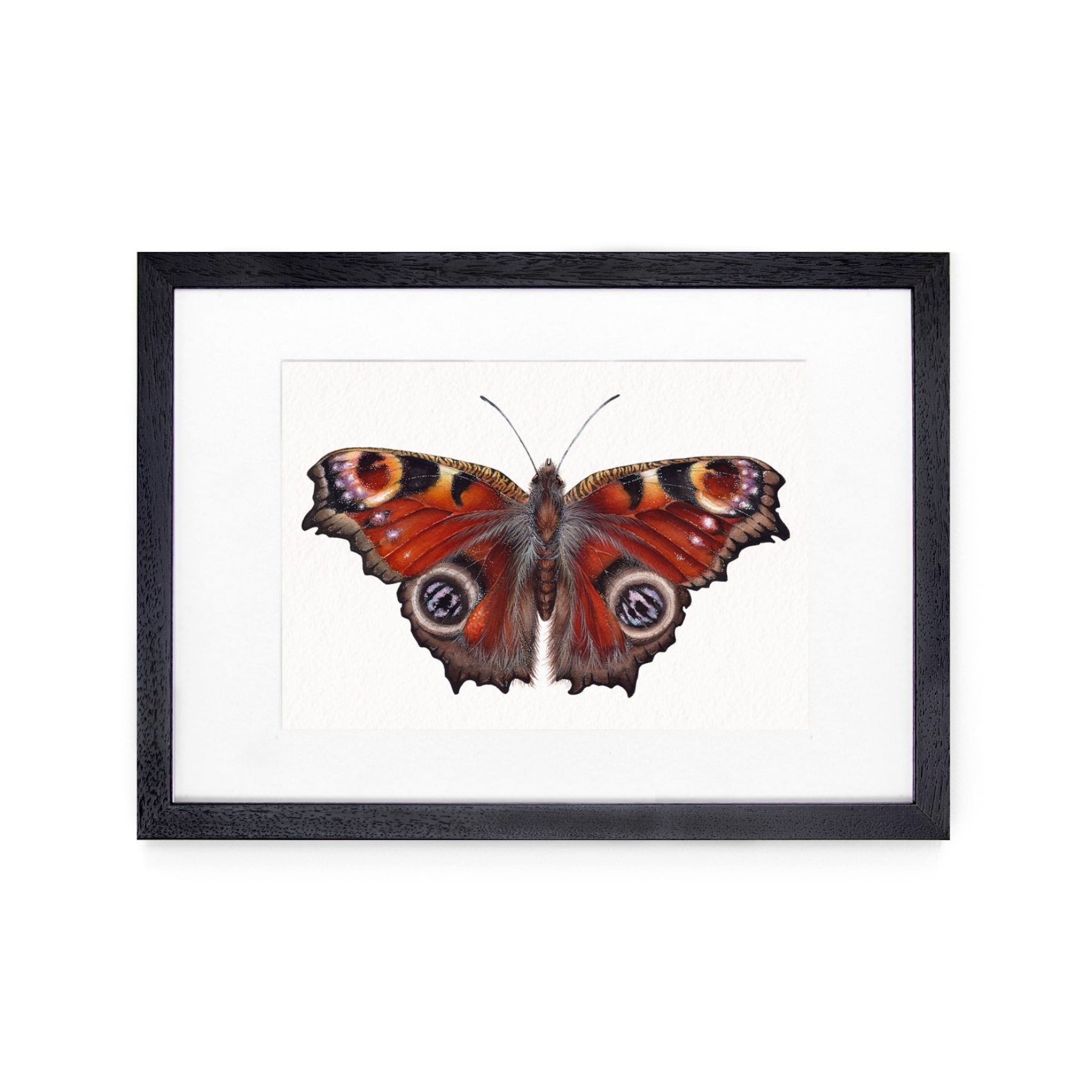The Peacock Butterfly (Aglais io) Watercolour Giclée Print