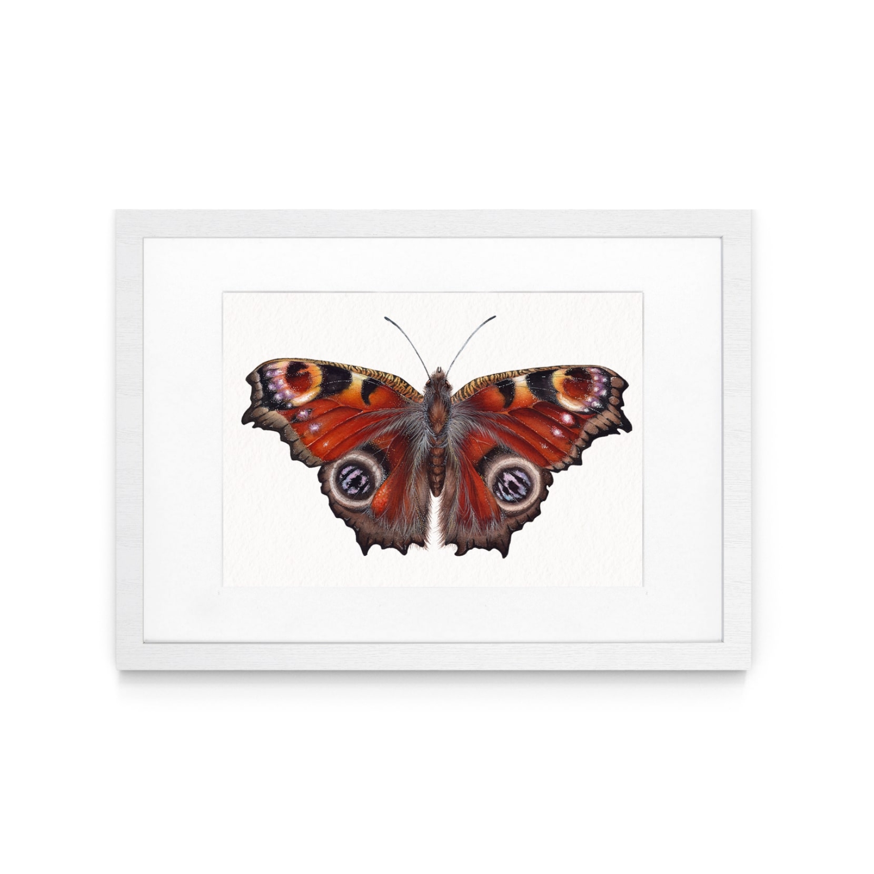 The Peacock Butterfly (Aglais io) Watercolour Giclée Print