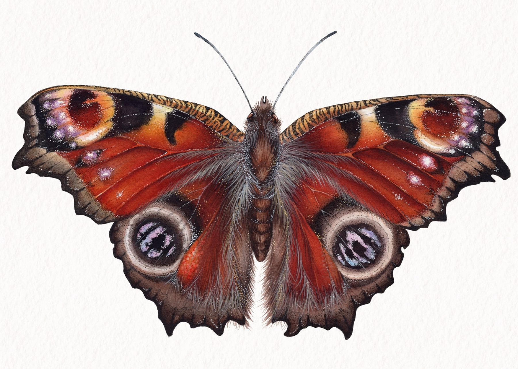 The Peacock Butterfly (Aglais io) Watercolour Giclée Print