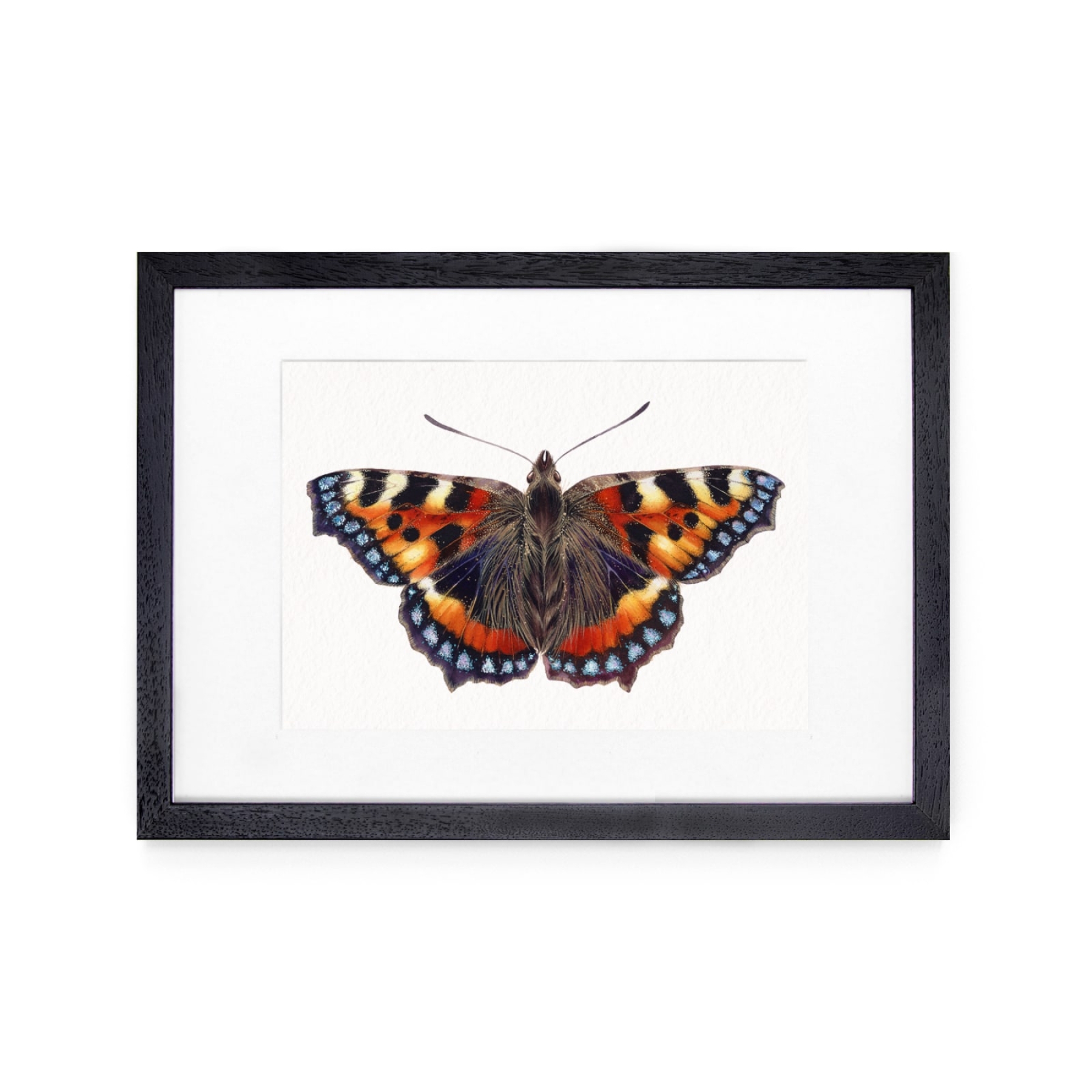 The Small Tortoiseshell Butterfly (Aglais urticae) Watercolour Giclée Print