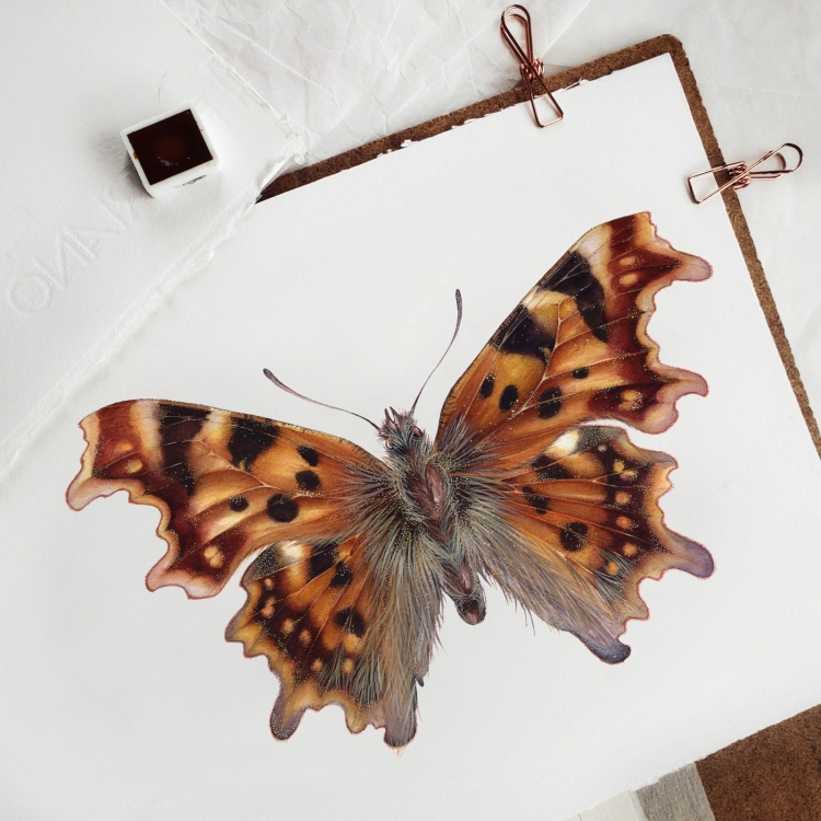 The Comma Butterfly (Polygonia c-album) Watercolour Giclée Print