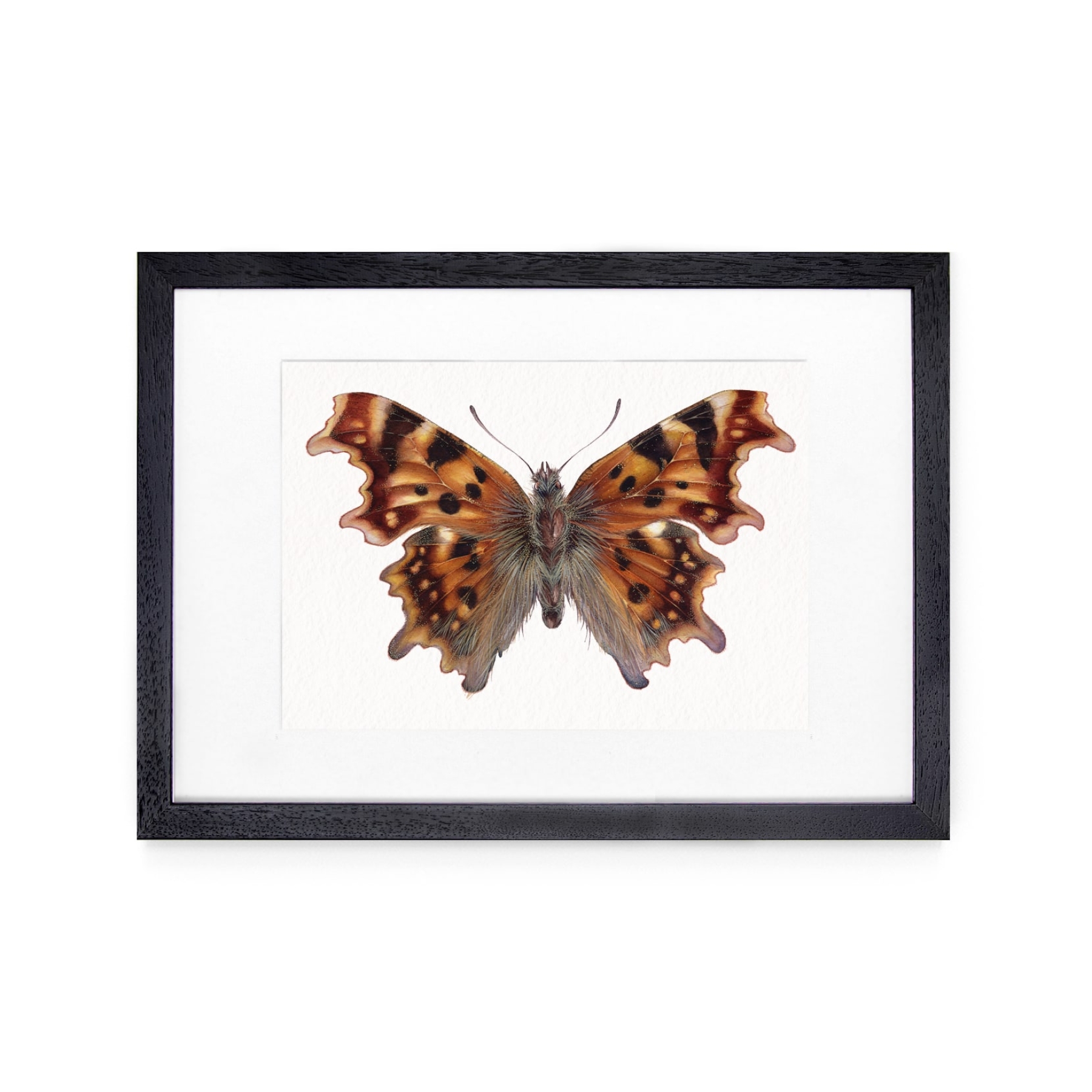 The Comma Butterfly (Polygonia c-album) Watercolour Giclée Print