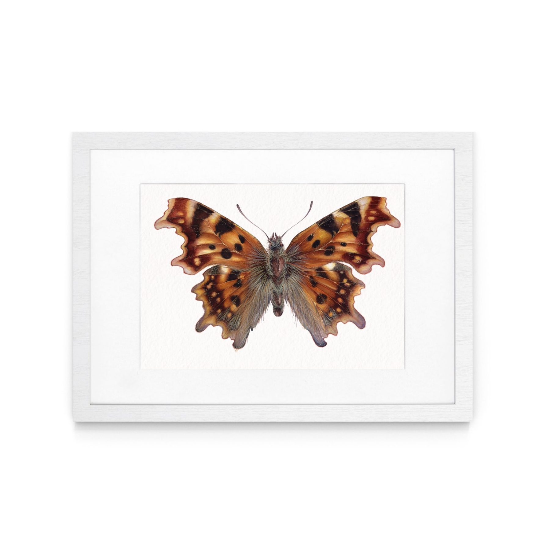 The Comma Butterfly (Polygonia c-album) Watercolour Giclée Print