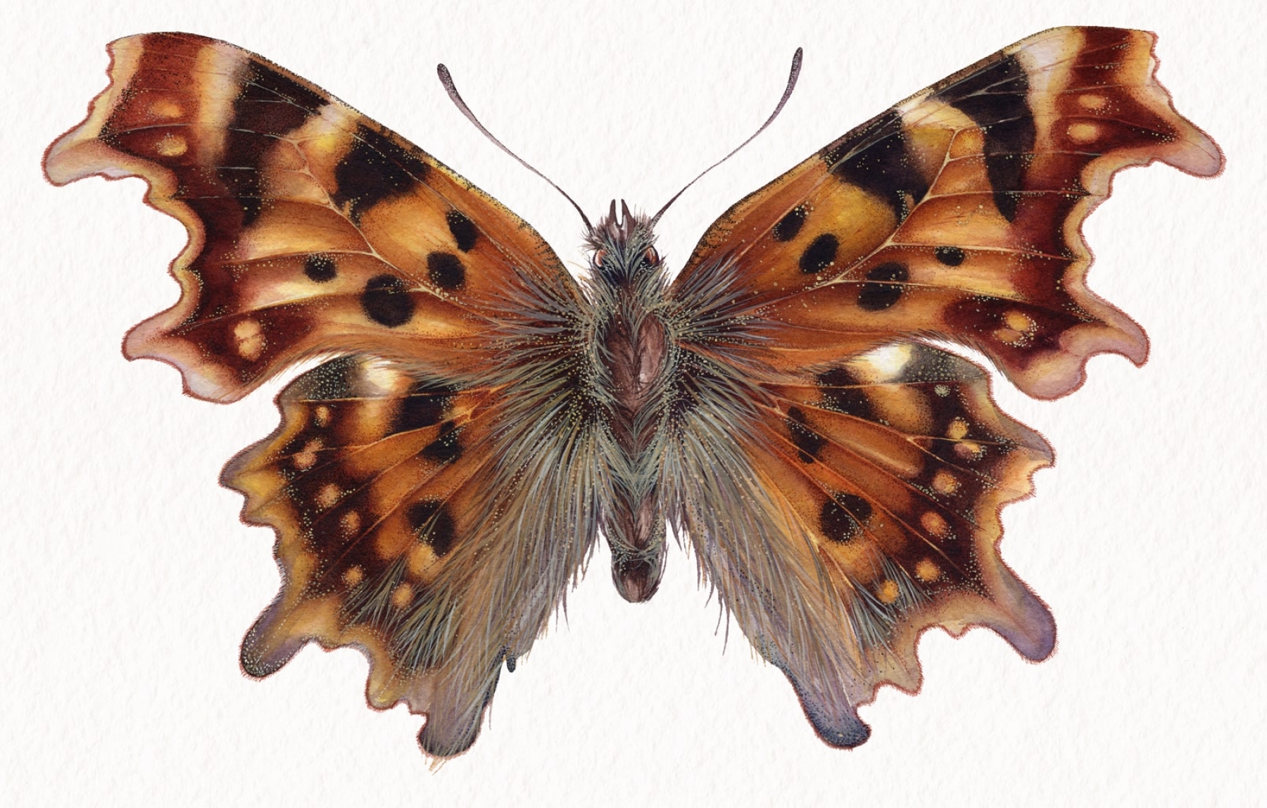 The Comma Butterfly (Polygonia c-album) Watercolour Giclée Print