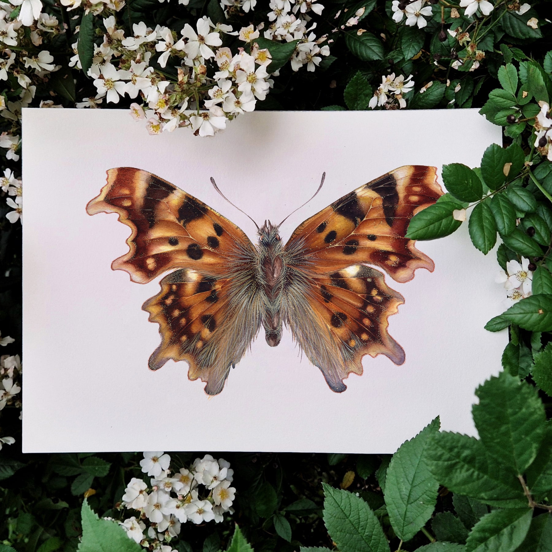 The Comma Butterfly (Polygonia c-album) Watercolour Giclée Print