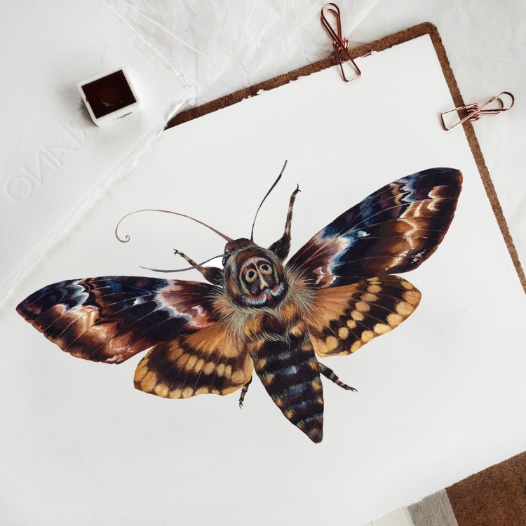 Death's Head Moth (Acherontia atropos) Watercolour Giclée Print