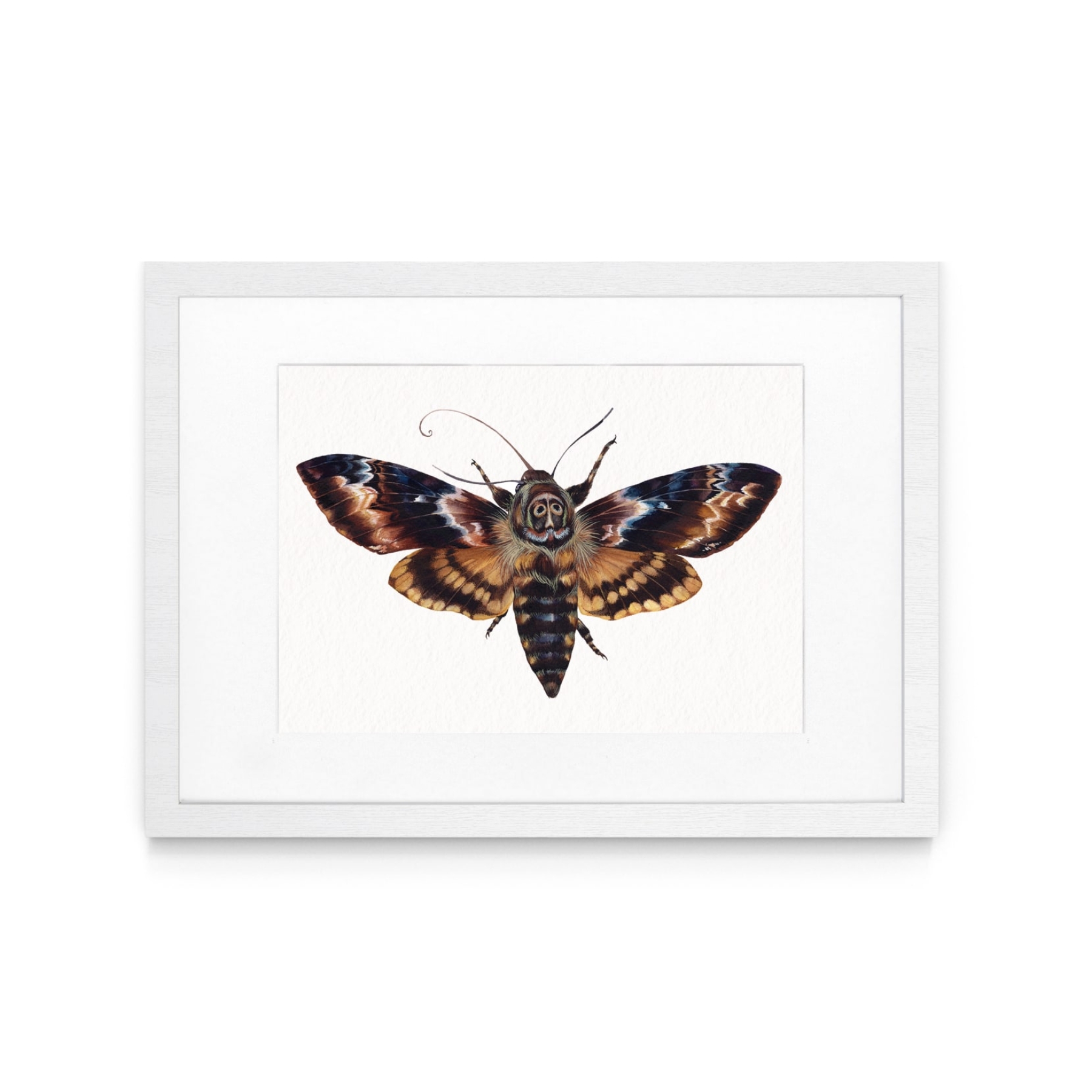 Death's Head Moth (Acherontia atropos) Watercolour Giclée Print