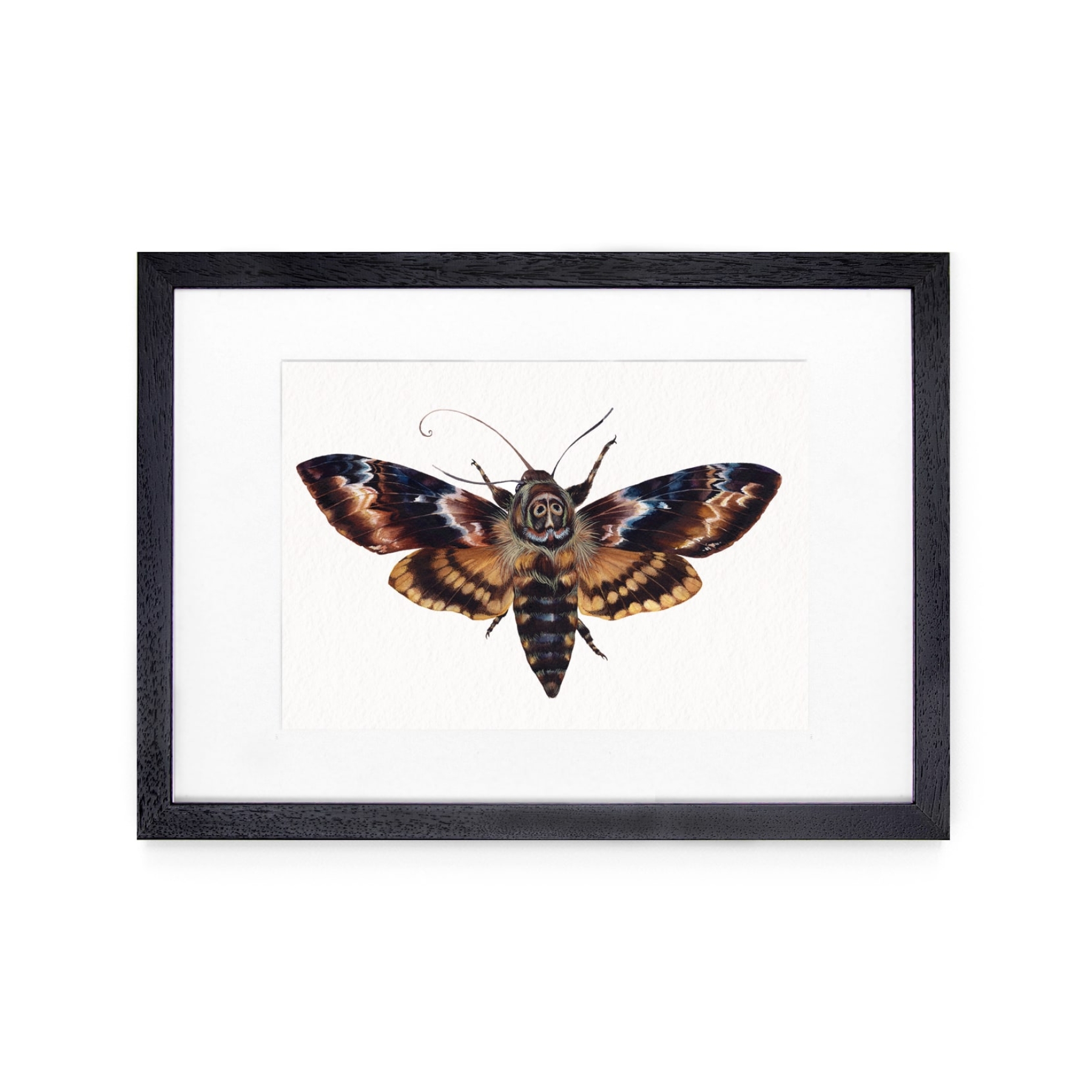 Death's Head Moth (Acherontia atropos) Watercolour Giclée Print