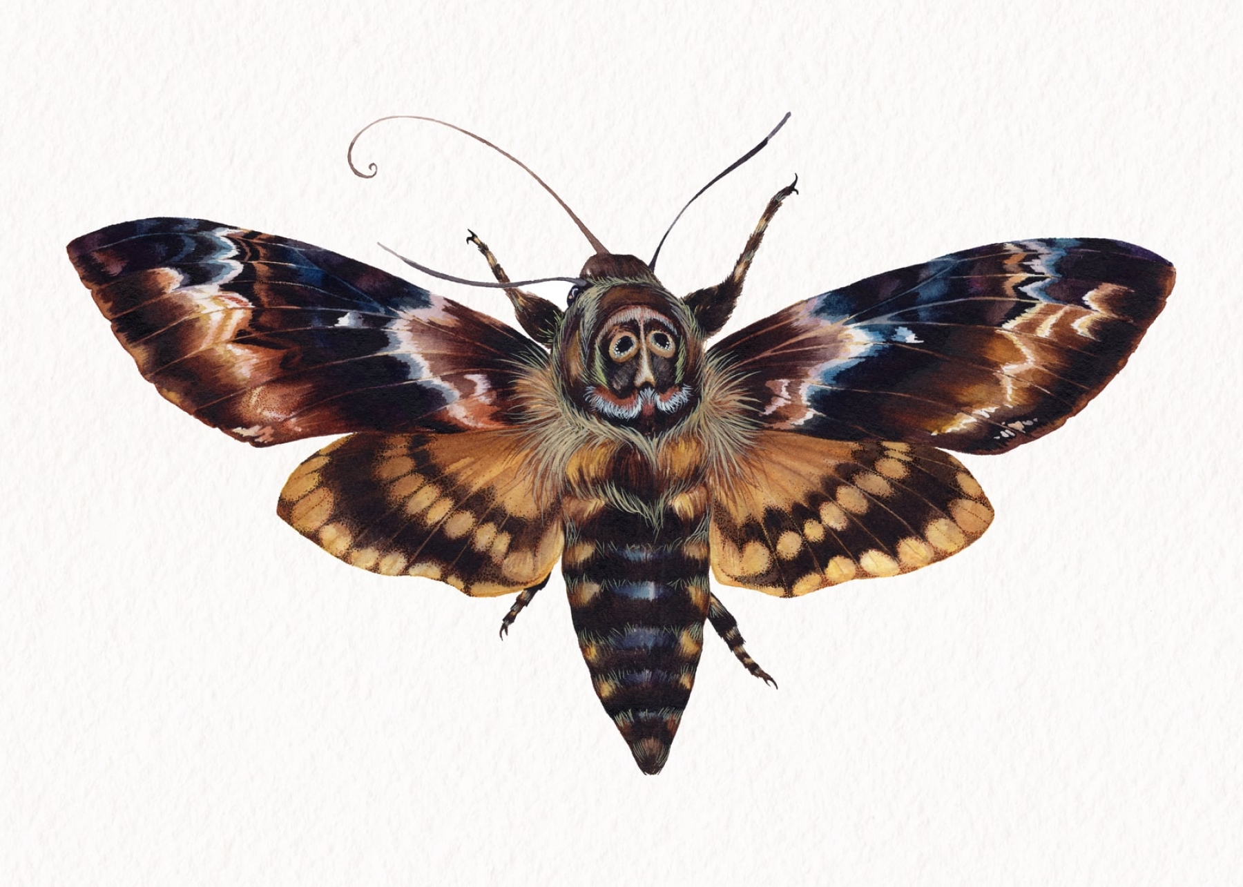 Death's Head Moth (Acherontia atropos) Watercolour Giclée Print