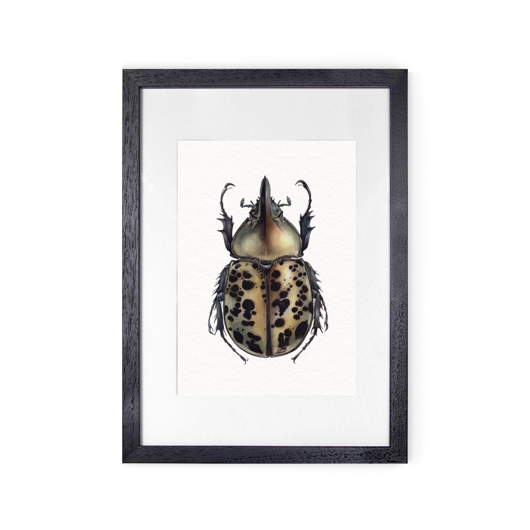Eastern Hercules beetle (Dynastes tityus) Watercolour Giclée Print