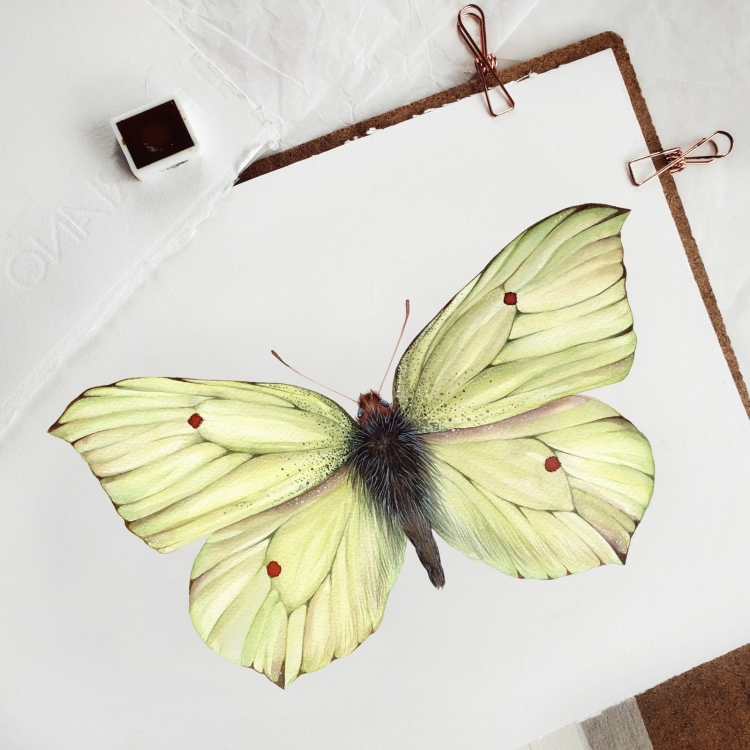 Common brimstone butterfly (Gonepteryx rhamni) Watercolour Giclée Print