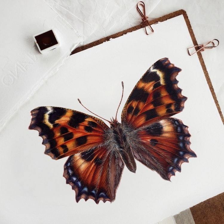 Large tortoiseshell butterfly (Nymphalis polychloros) Watercolour Giclée Print