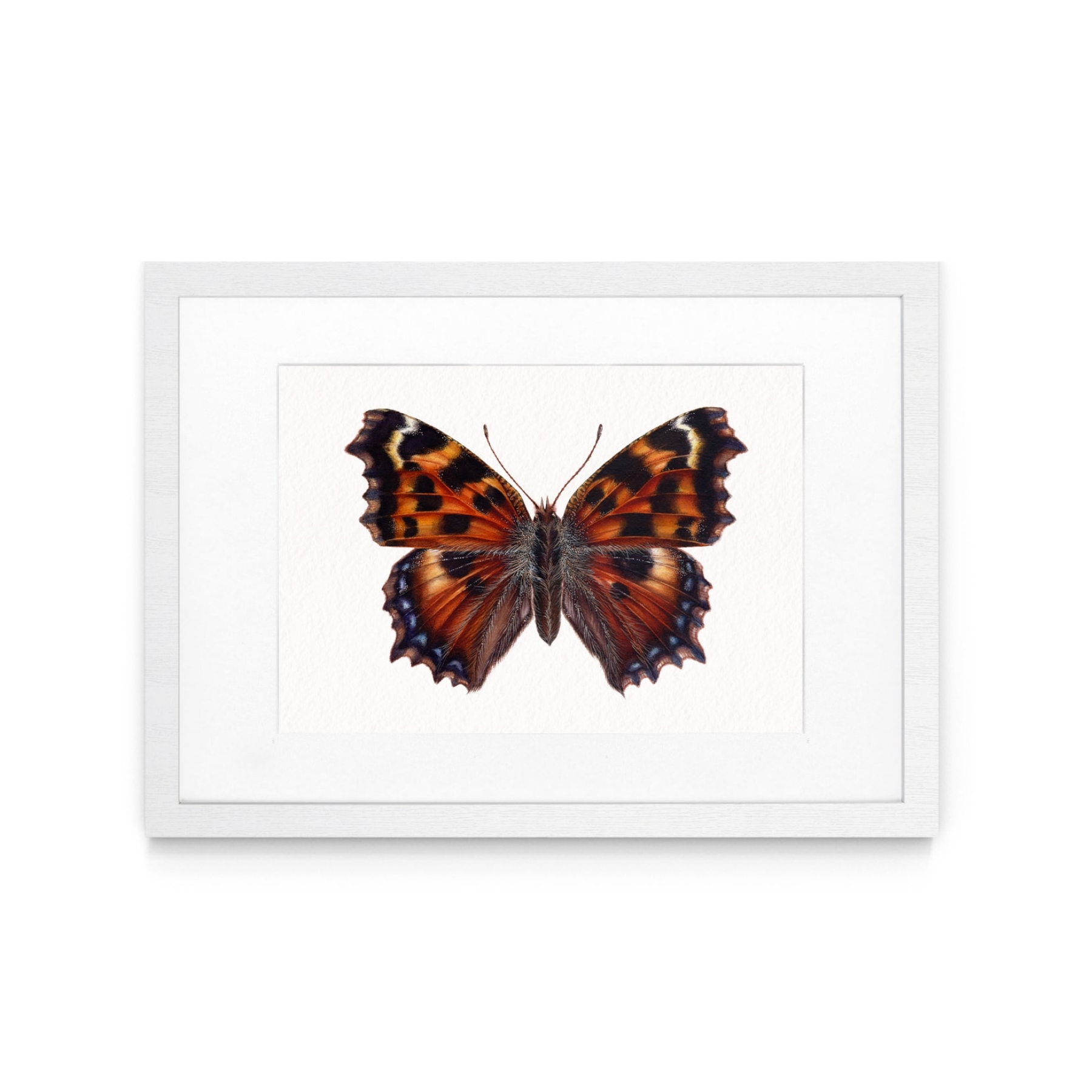 Large tortoiseshell butterfly (nymphalis polychloros) Watercolour Giclée Print