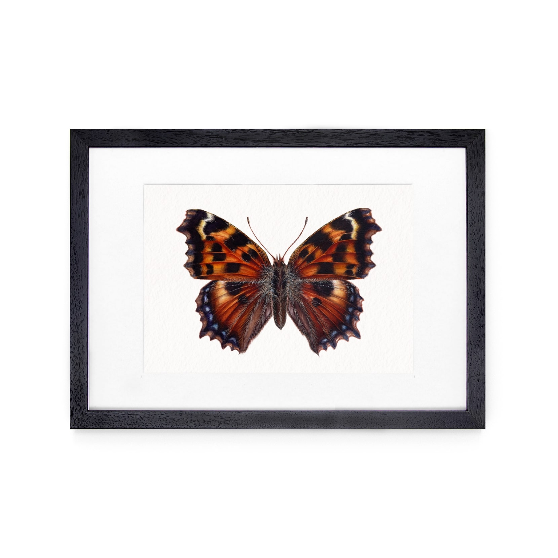 Large tortoiseshell butterfly (nymphalis polychloros) Watercolour Giclée Print