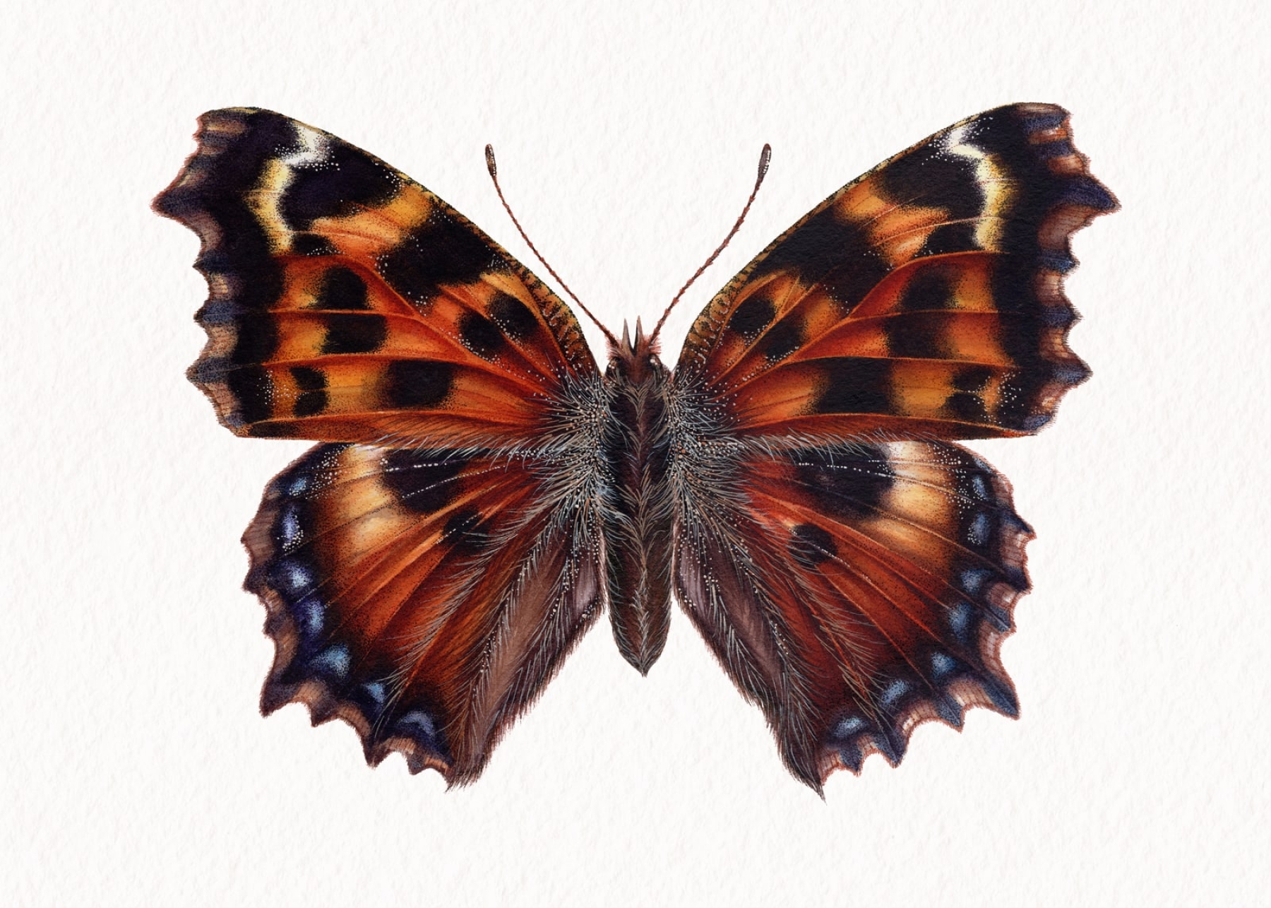 Large tortoiseshell butterfly (nymphalis polychloros) Watercolour Giclée Print