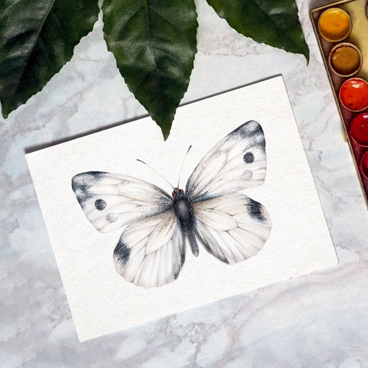 Cabbage white butterfly (Pieris rapae) Watercolour Giclée Print