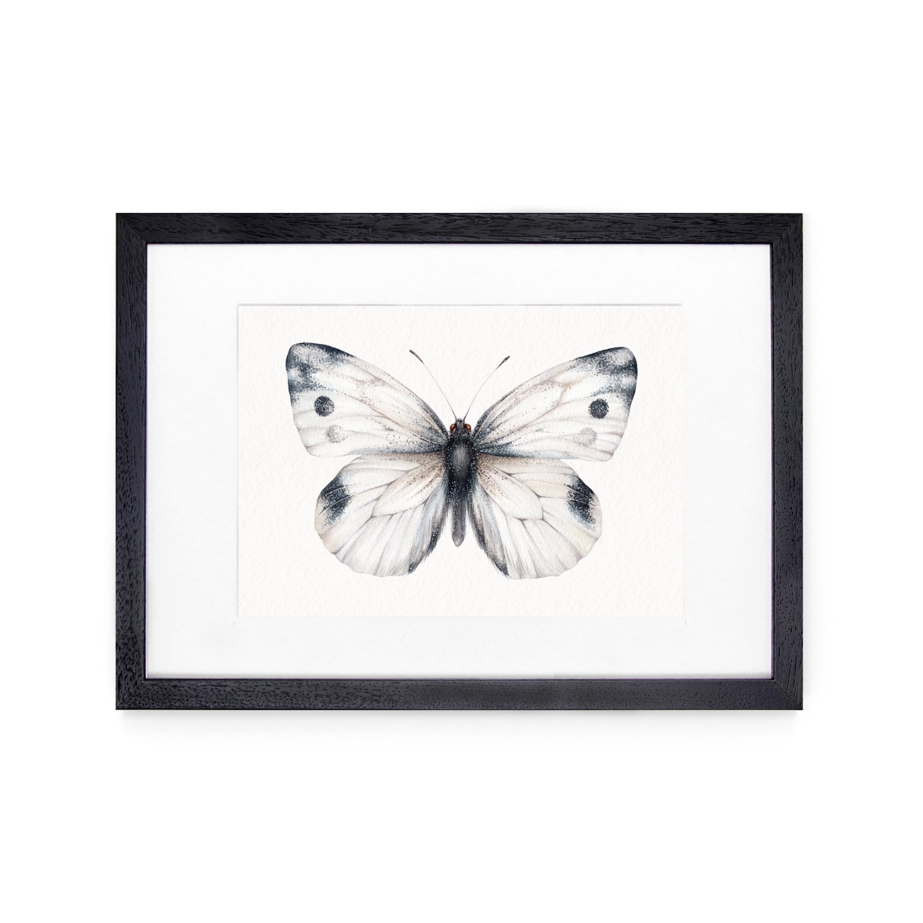 Cabbage white butterfly (Pieris rapae) Watercolour Giclée Print Cabbage white butterfly (Pieris rapae) Watercolour Giclée Print