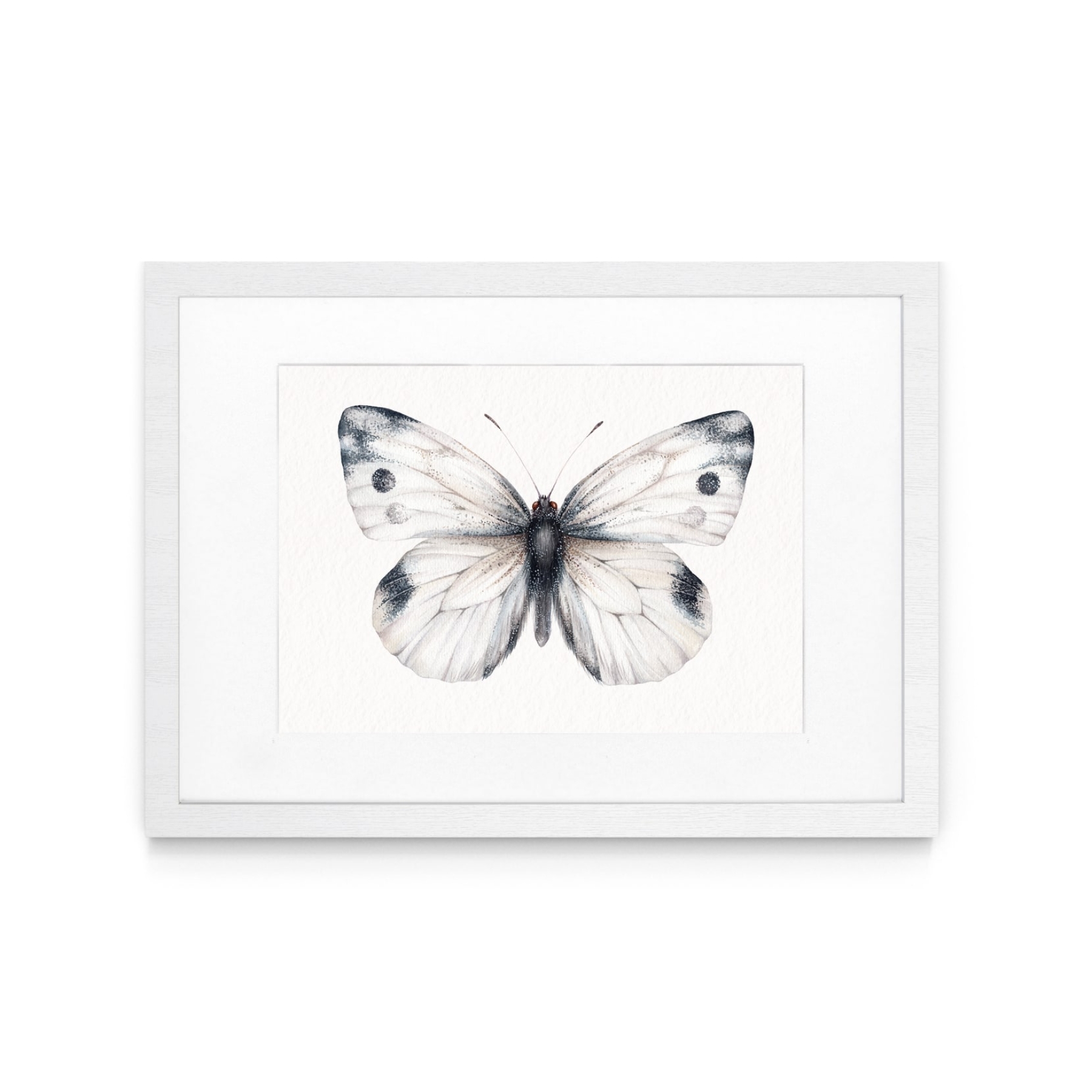 Cabbage white butterfly (Pieris rapae) Watercolour Giclée Print Cabbage white butterfly (Pieris rapae) Watercolour Giclée Print