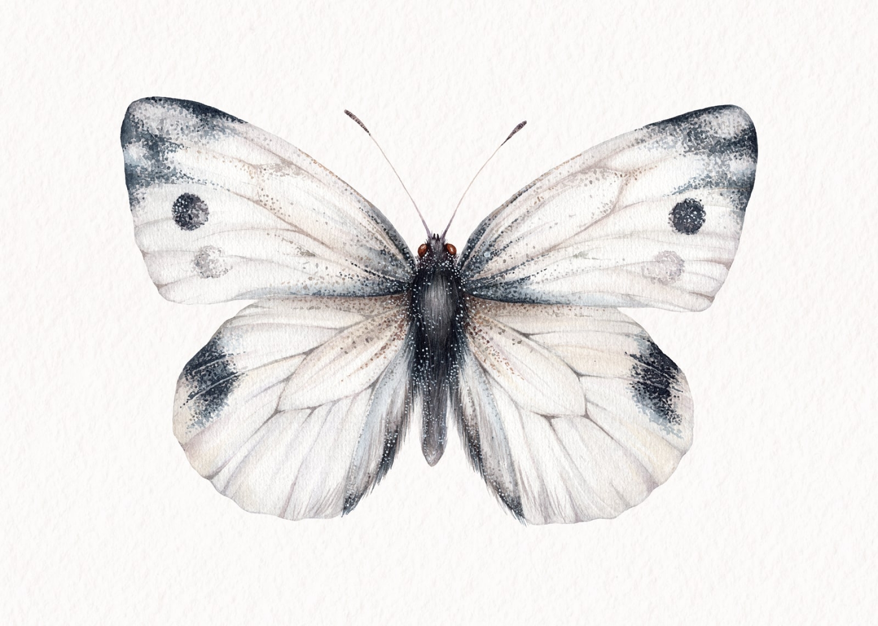Cabbage white butterfly (Pieris rapae) Watercolour Giclée Print Cabbage white butterfly (Pieris rapae) Watercolour Giclée Print
