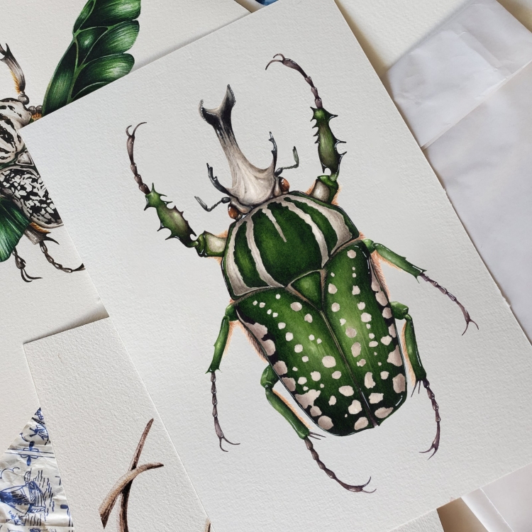 Male Flower Beetle (Mecynorchina polyphemus) Watercolour Giclée Print