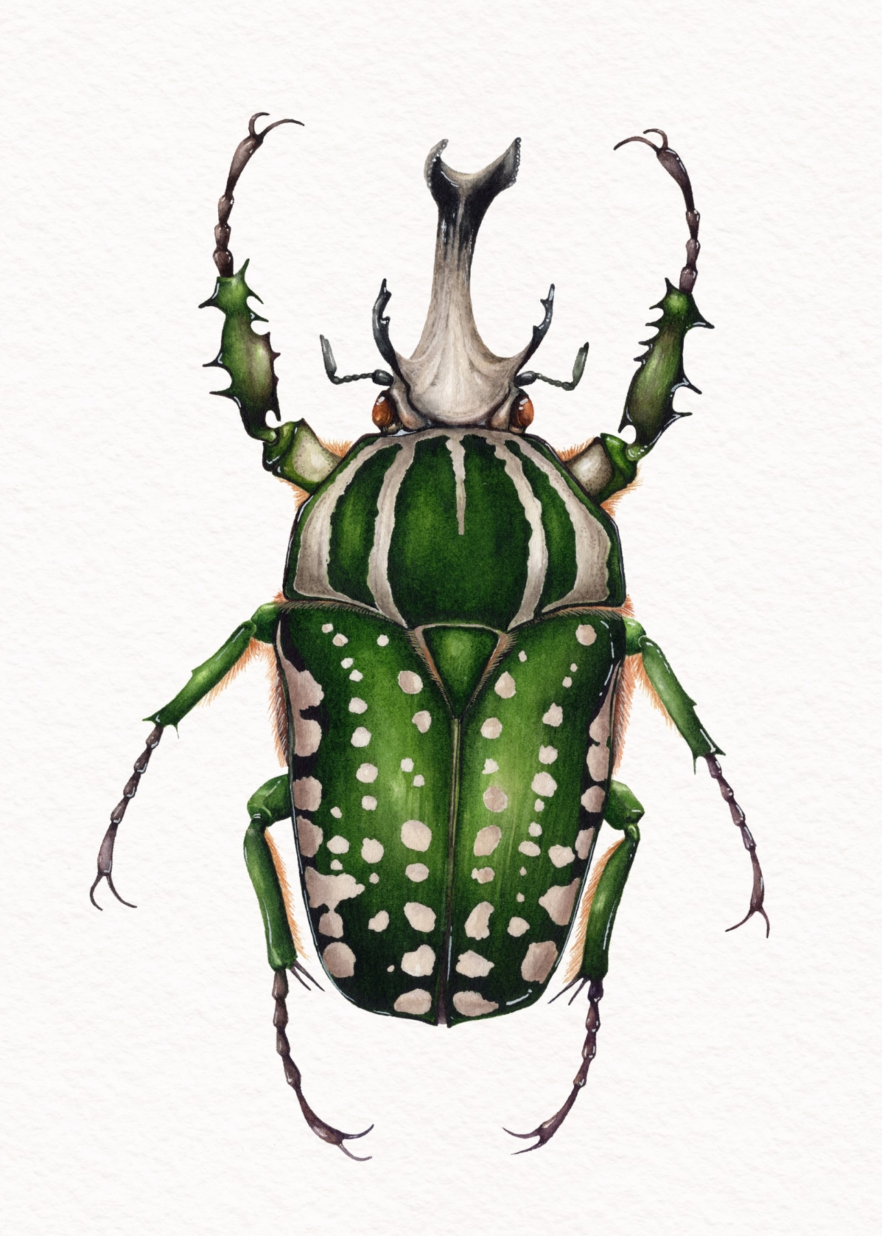 Male Flower Beetle (Mecynorchina polyphemus) Watercolour Giclée Print