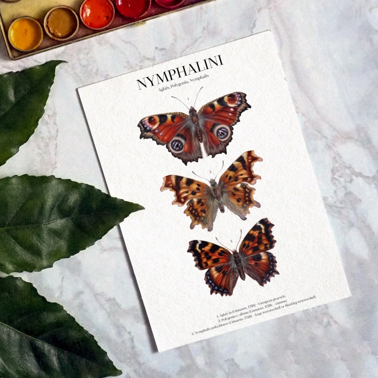 Nymphalini Watercolour Giclée Print