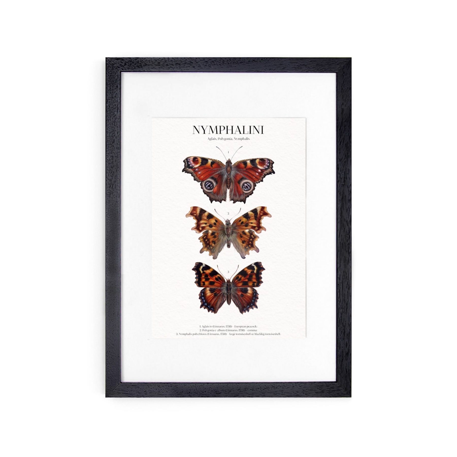 Nymphalini Watercolour Giclée Print Nymphalini Watercolour Giclée Print