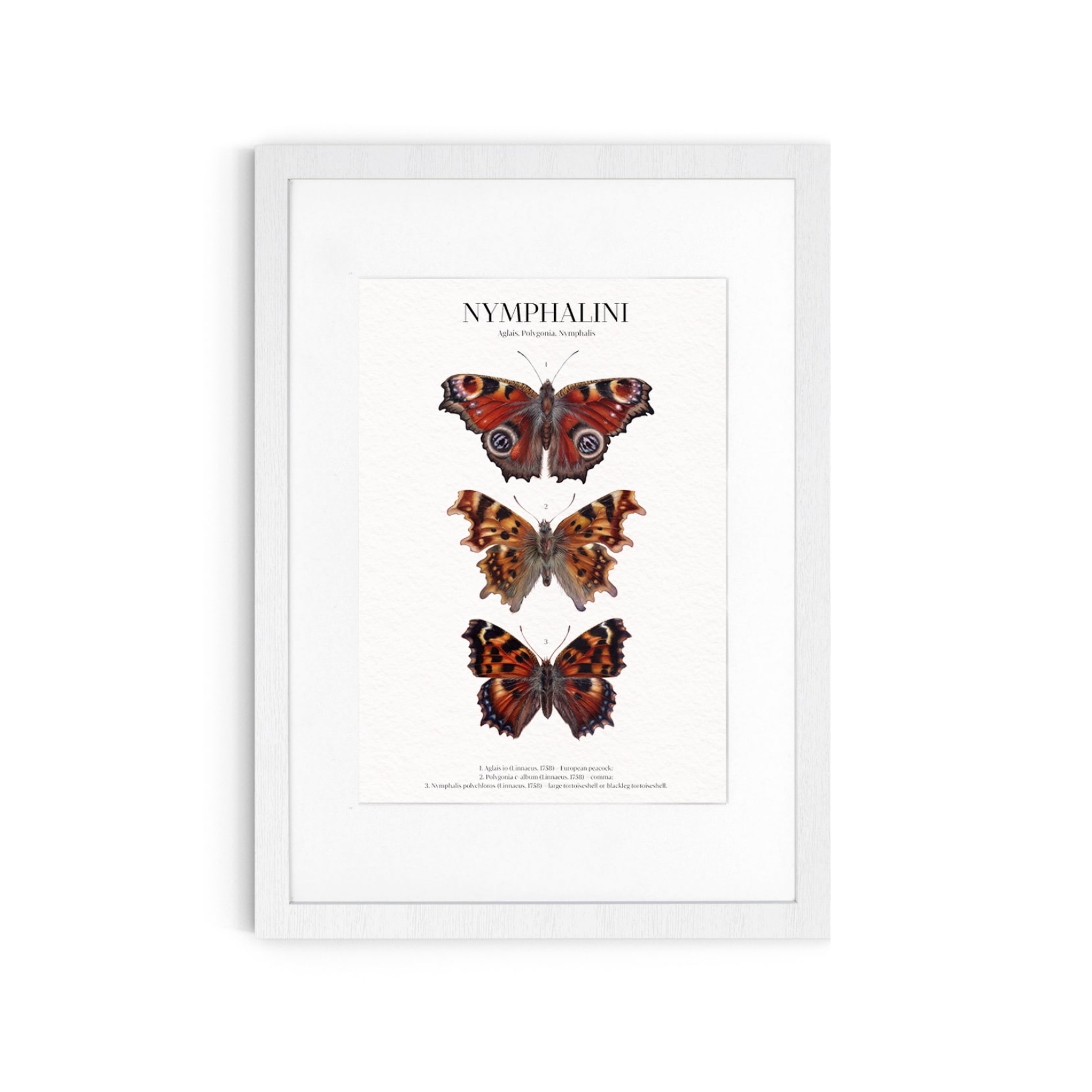 Nymphalini Watercolour Giclée Print Nymphalini Watercolour Giclée Print