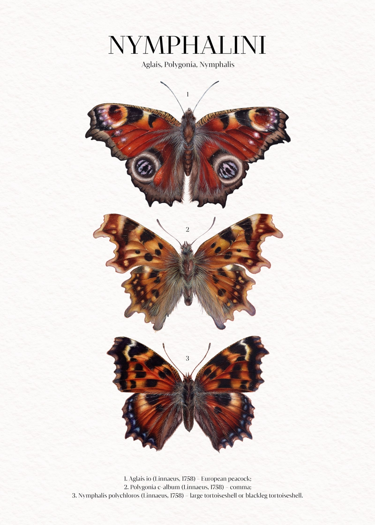 Nymphalini Watercolour Giclée Print Nymphalini Watercolour Giclée Print