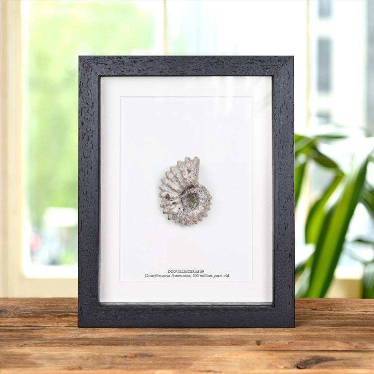 Douvilleiceras Ammonite In Box Frame (Douvilleiceras sp)