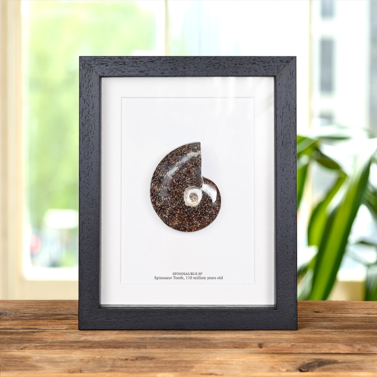 Whole Polished Ammonite Fossil In Box Frame (Cleoniceras sp)