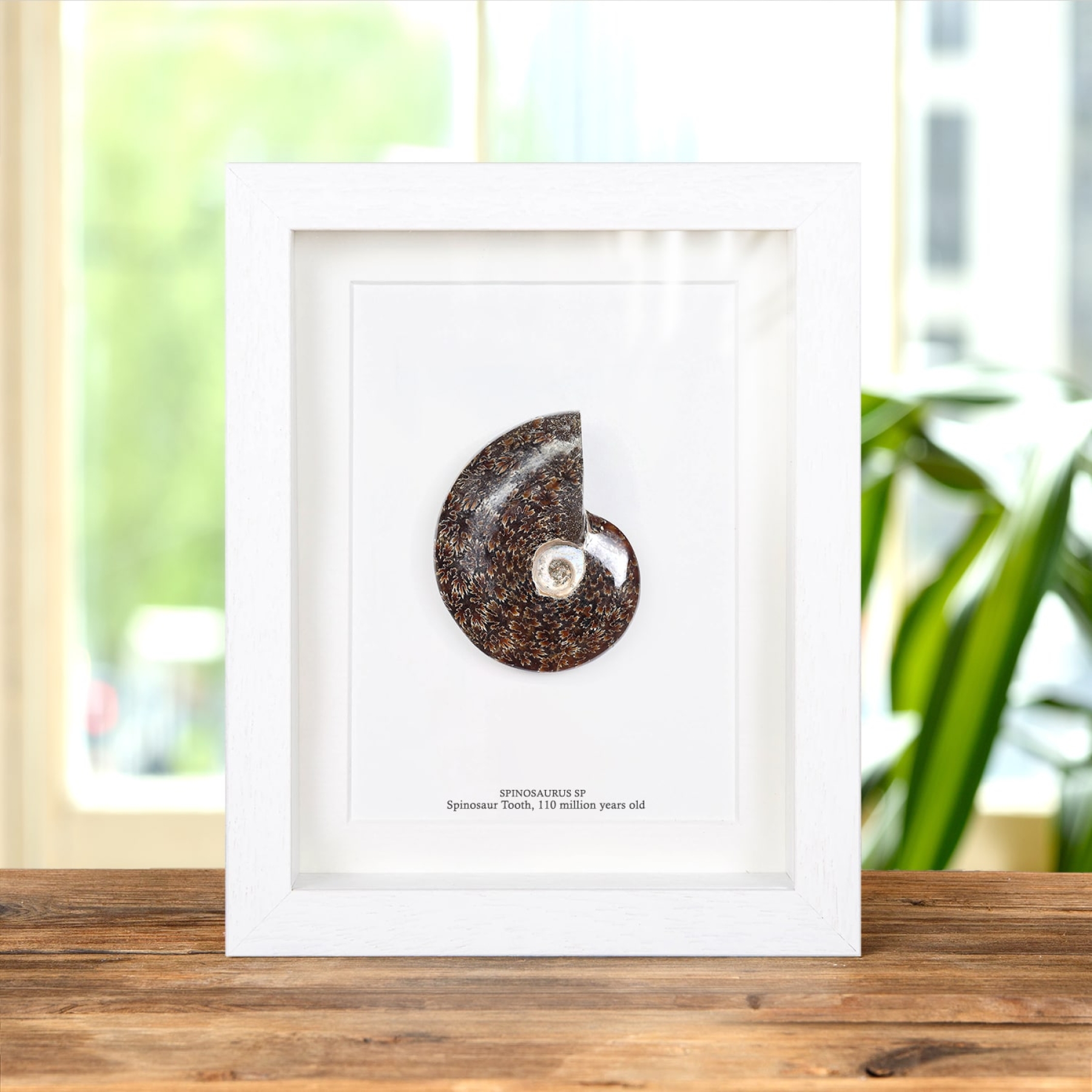 Whole Polished Ammonite Fossil In Box Frame (Phylloceras sp) Whole Polished Ammonite Fossil In Box Frame (Phylloceras sp)