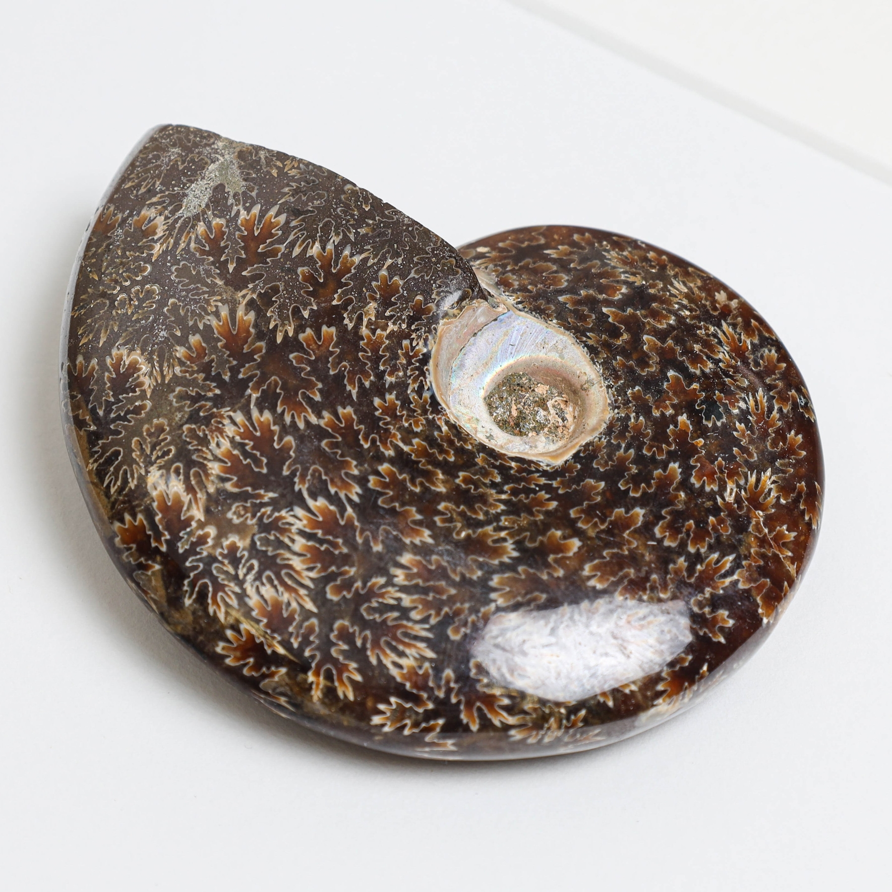 Whole Polished Ammonite Fossil In Box Frame (Phylloceras sp) Whole Polished Ammonite Fossil In Box Frame (Phylloceras sp)