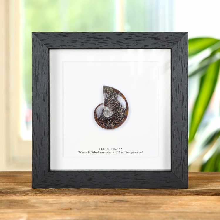 Whole Polished Ammonite Fossil In Box Frame (Cleoniceras sp) Whole Polished Ammonite Fossil In Box Frame (Cleoniceras sp)