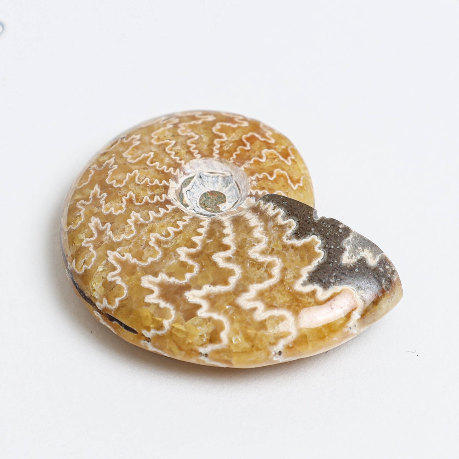 Yellow Polished Ammonite Fossil In Box Frame (Cleoniceras sp)