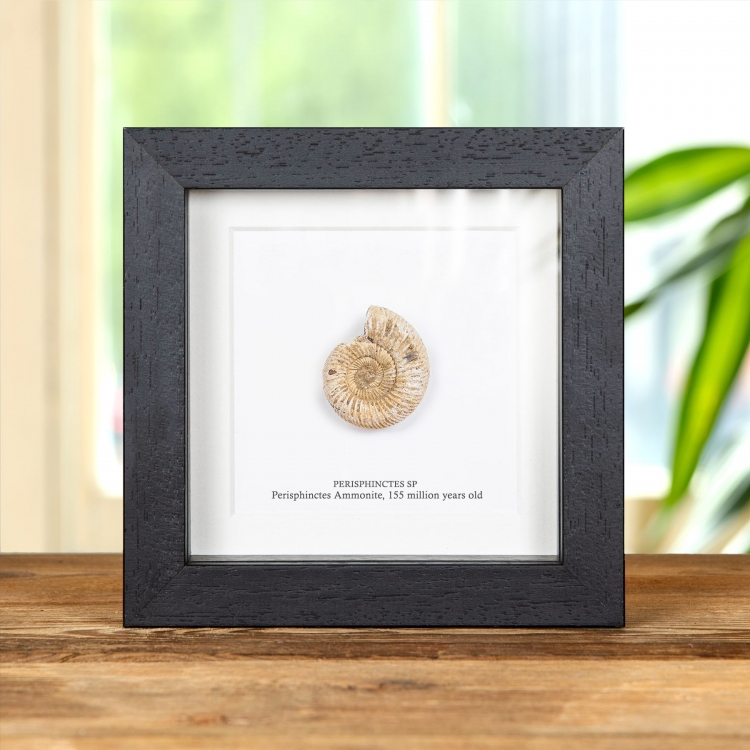 Perisphinctes White Ammonite Fossil In Box Frame (Perisphinctes sp)