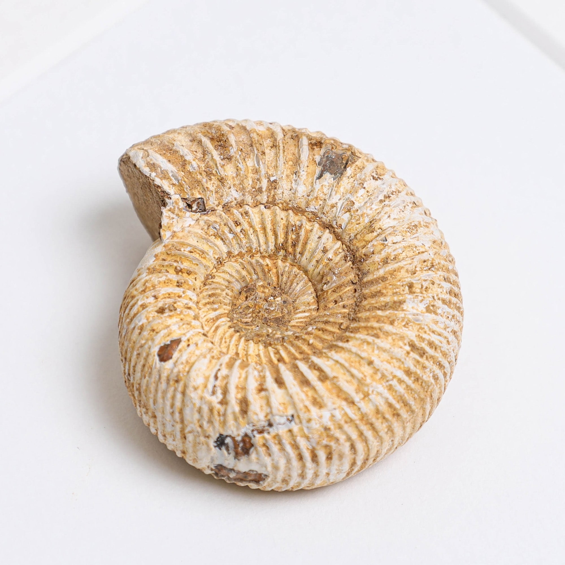 Perisphinctes White Ammonite In Box Frame (Perisphinctes sp)