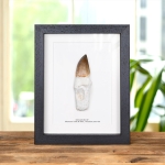 Minibeast XL Original Rooted Mosasaur Tooth In Box Frame (Mosasauridae sp)