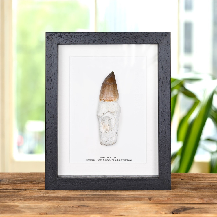 Mosasaur Tooth Fossil on Original Root in Box Frame (Mosasaurus sp)